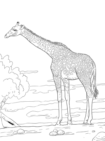 Rhodesian Giraffe Coloring Page